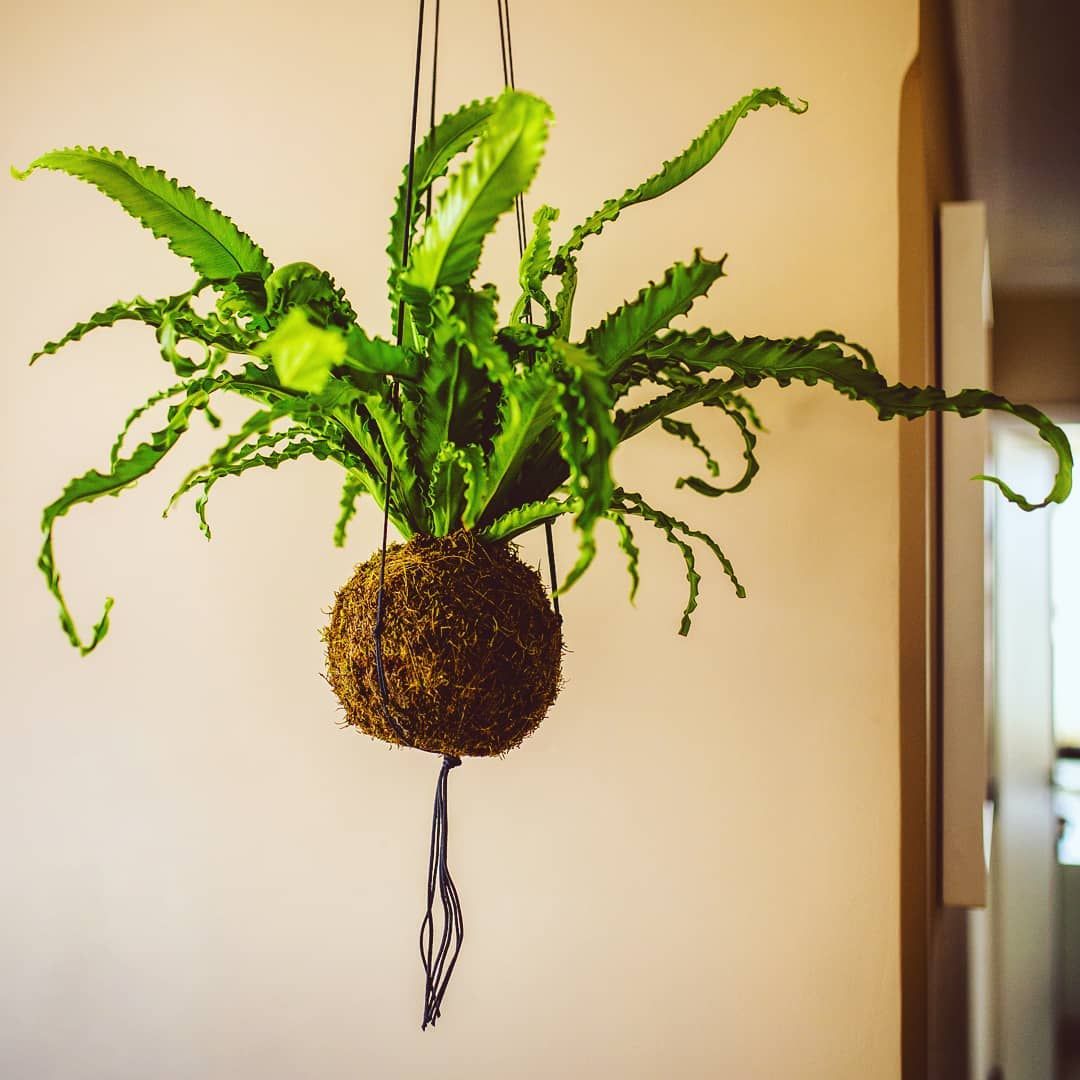Hanging fern kokedama plant suspended indoors with moss ball