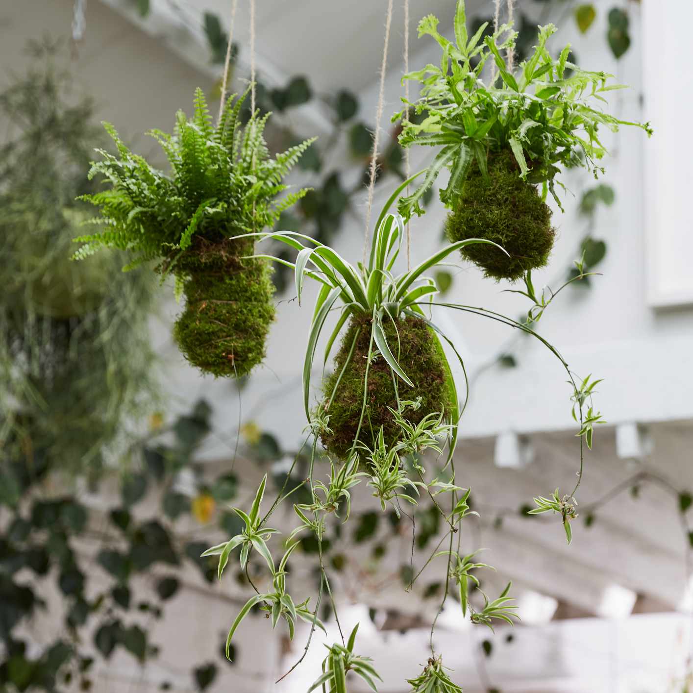 Spider plants and ferns growing in hanging kokedama moss balls