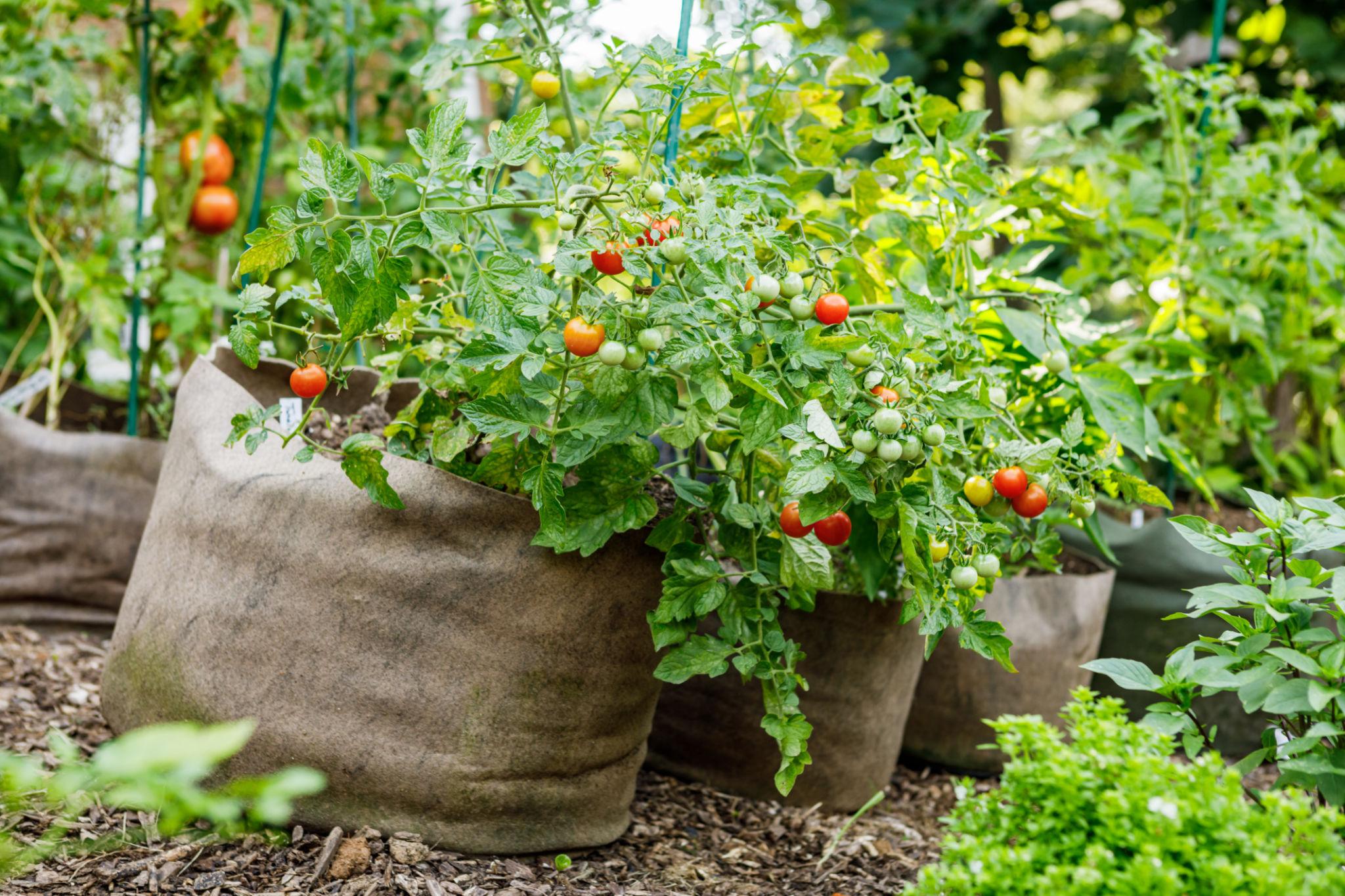 Compact tomato plant with ripe tomatoes planted in a medium-sized grow bag outdoors.