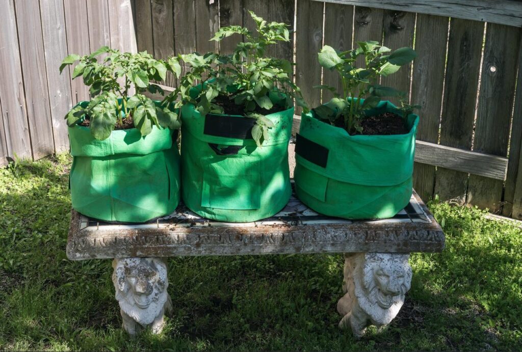 Ripe tomato plant in a black fabric grow bag placed in rich garden soil.