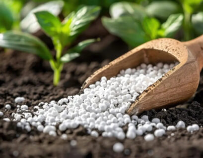 White nitrogen fertilizer granules being added to garden soil near healthy green plants.