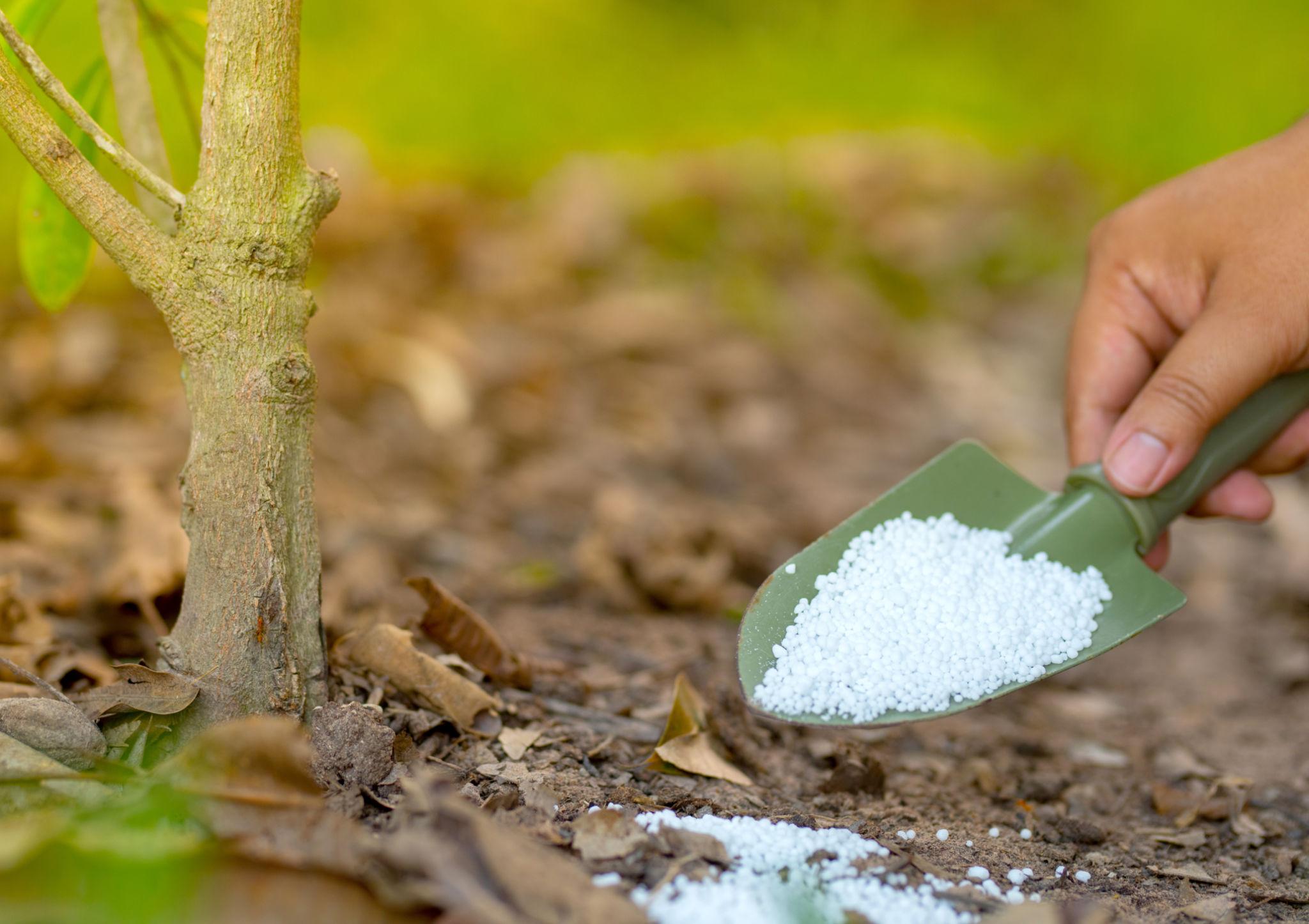 White nitrogen fertilizer granules being added to garden soil near healthy green plants.