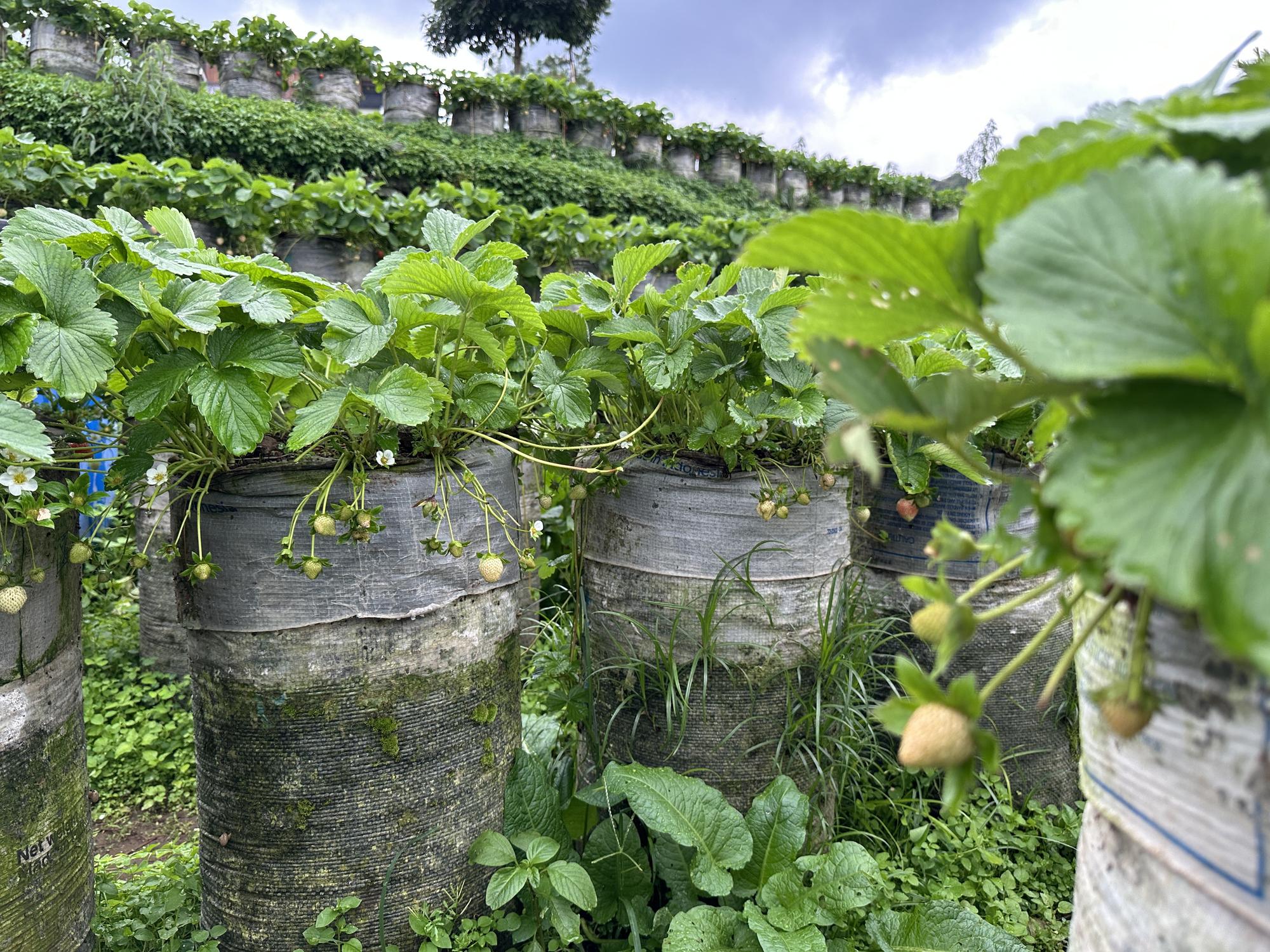 Healthy strawberry plants in grow bags with developing fruit.