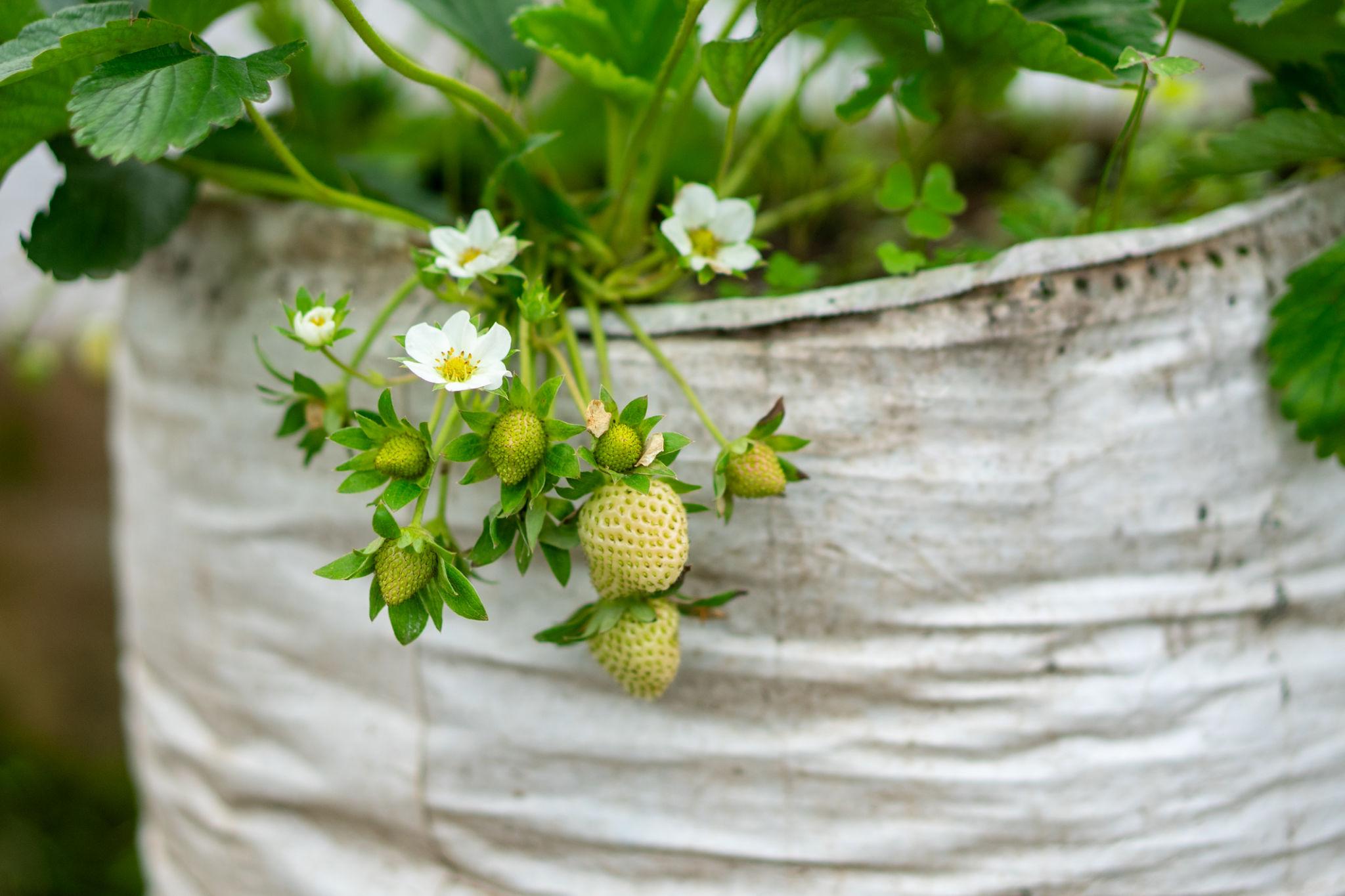 Close-up of strawberry plant with white flowers growing in a fabric grow bag