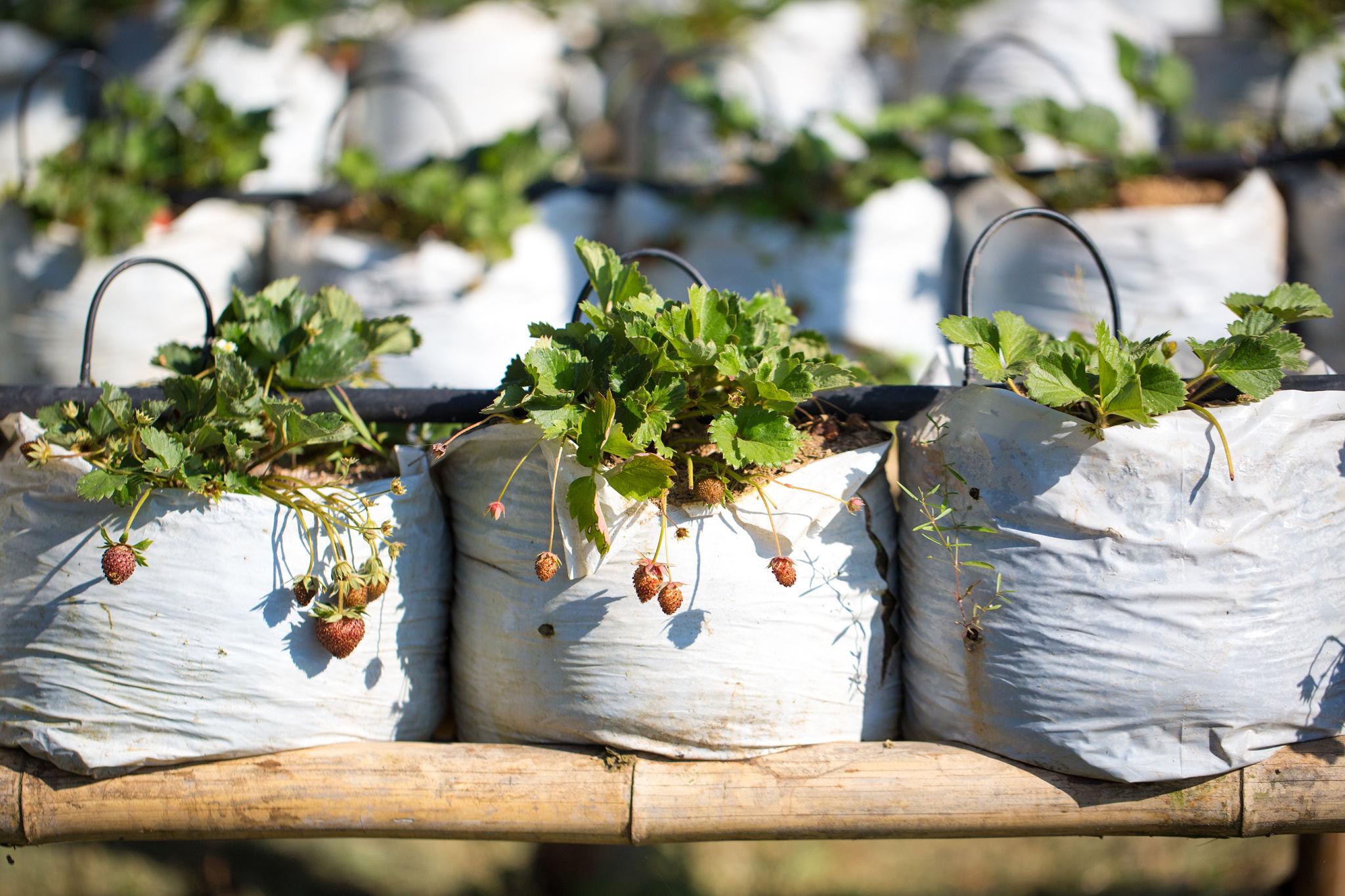 Row of strawberry plants growing in fabric grow bags on a garden bench