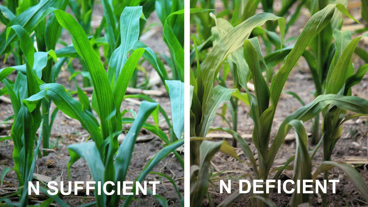 Comparison of nitrogen-sufficient and nitrogen-deficient crop plants showing leaf color differences.