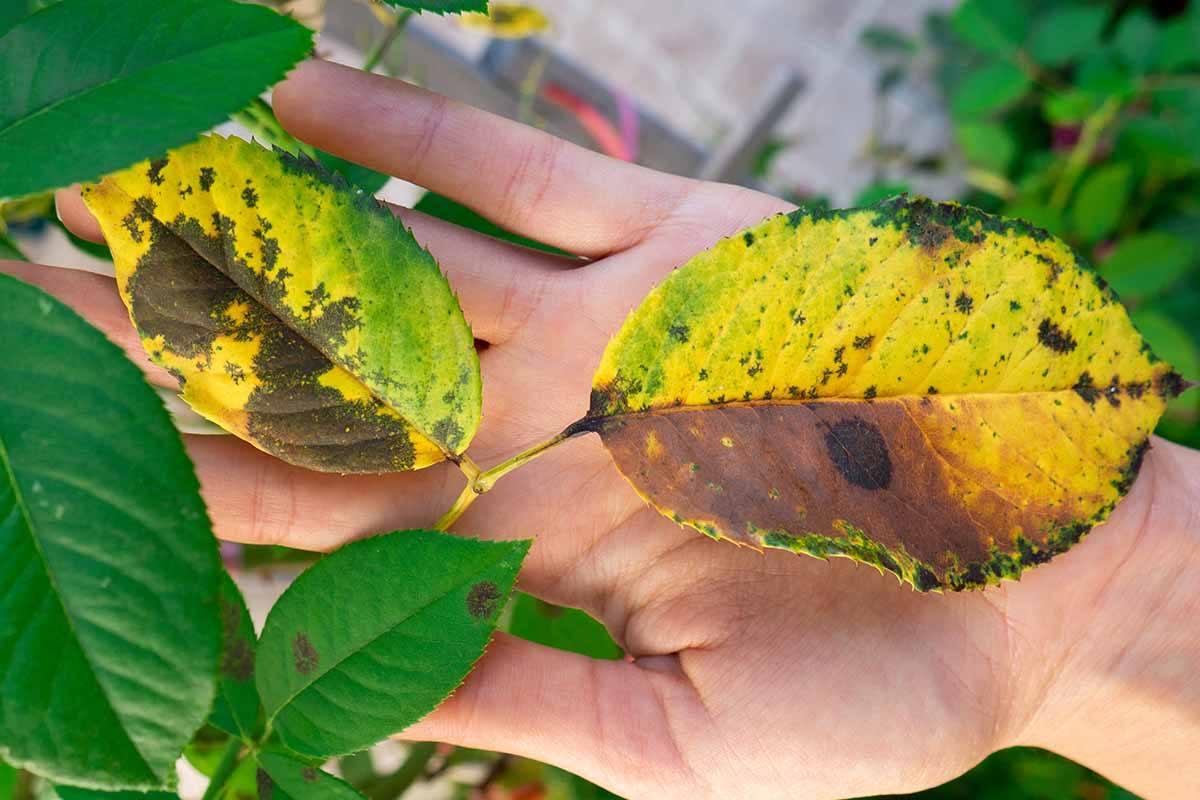 Yellow plant leaves with dark spots showing symptoms of nitrogen deficiency.