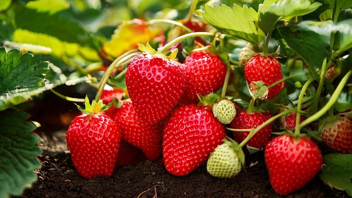 Ripe strawberries growing on healthy strawberry plants in grow bags