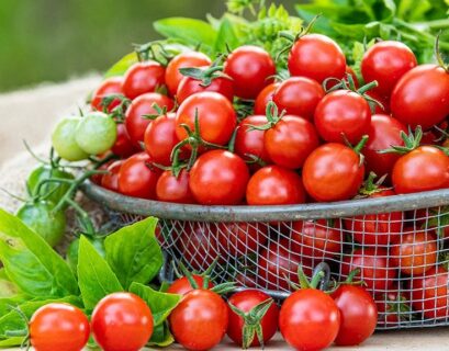 Basket full of ripe cherry tomatoes with green leaves in a garden setting.