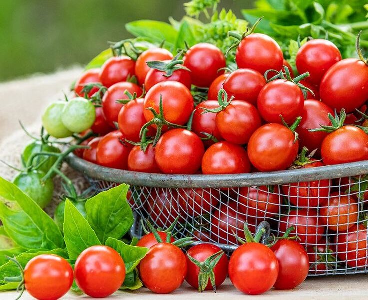 Basket full of ripe cherry tomatoes with green leaves in a garden setting.