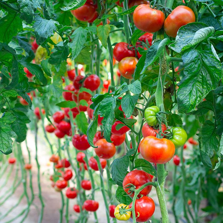 Healthy tomato plants with ripe fruit growing beside fertilizer bags in a vegetable garden