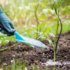 Quick Release Fertilizer for Lawns