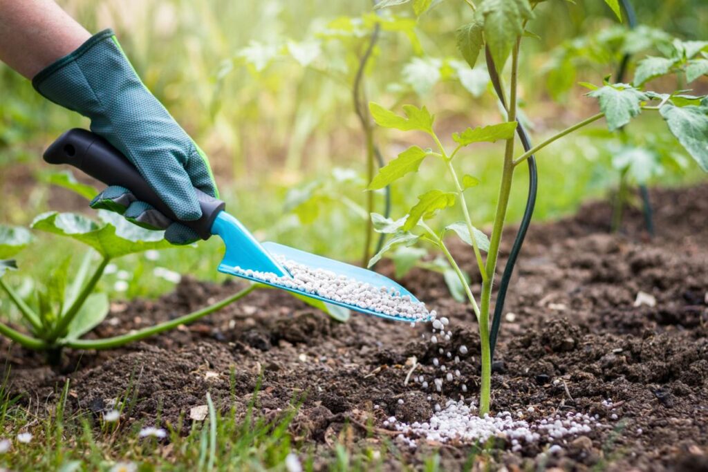 Gardener applying granular fertilizer to young tomato plants in a vegetable garden