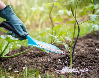 Quick Release Fertilizer for Lawns