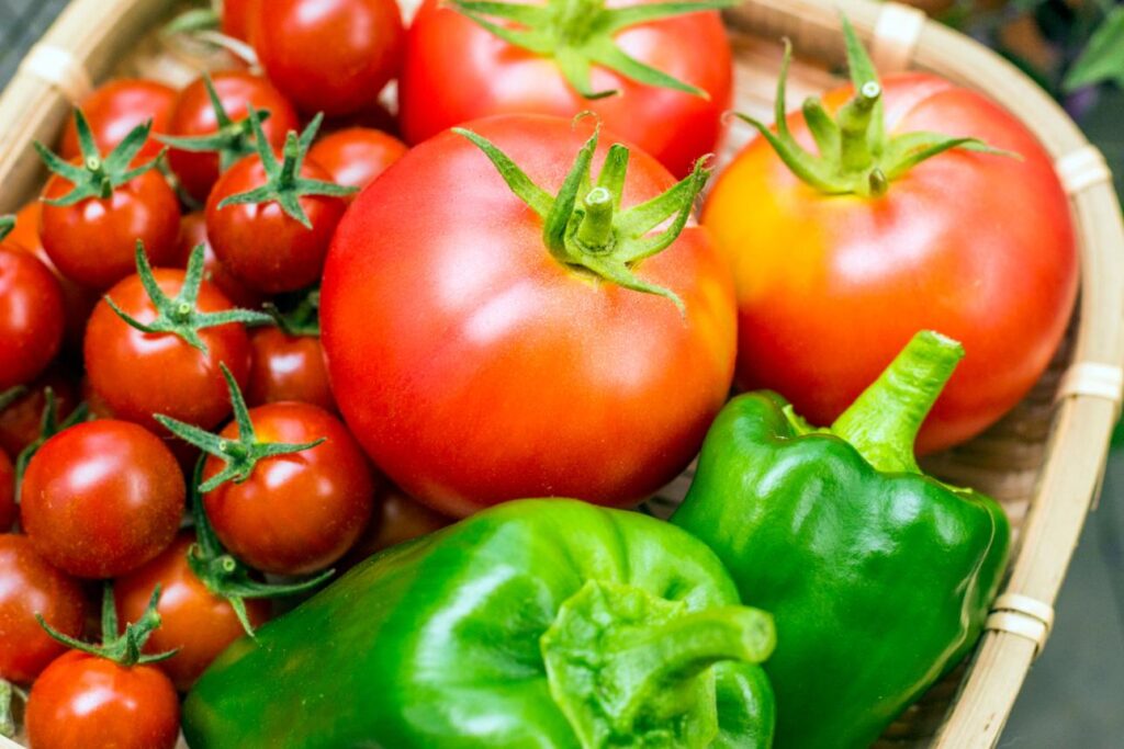 Healthy tomato and pepper plants growing in a vegetable garden with balanced fertilizer application.