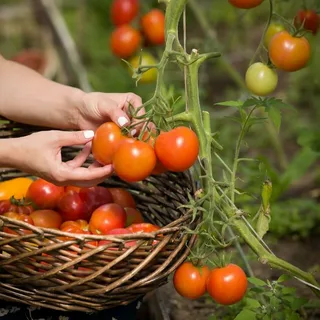 Fresh tomatoes being harvested from plants grown in compost-enriched topsoil