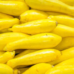 Fresh yellow squash harvest arranged closely together showing healthy fertilizer-fed summer squash.