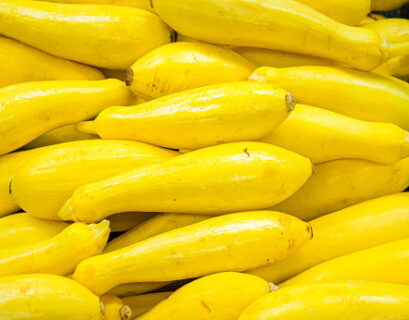 Fresh yellow squash harvest arranged closely together showing healthy fertilizer-fed summer squash.
