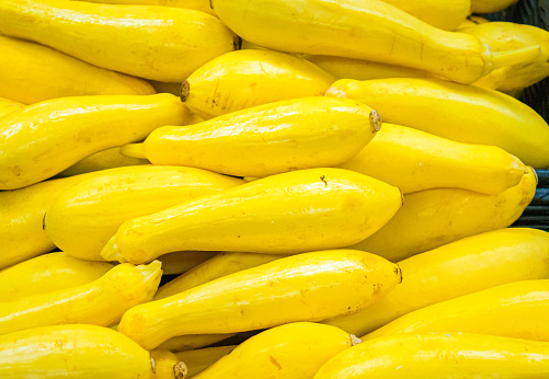 Fresh yellow squash harvest arranged closely together showing healthy fertilizer-fed summer squash.