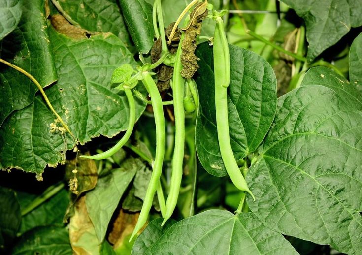 Healthy pole beans growing on climbing vines in a vegetable garden with nutrient-rich soil and fertilizer support.