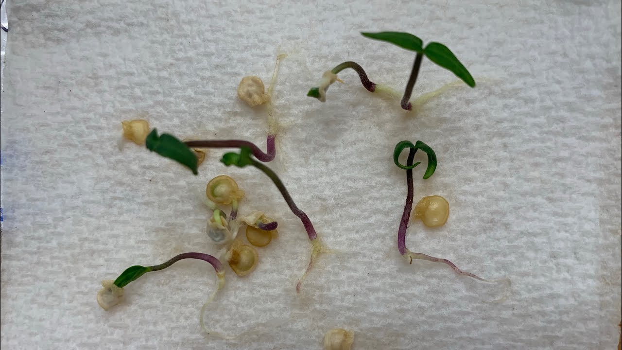 Germinate pepper seeds paper towel on a damp paper towel with tiny sprouts beginning to grow indoors.