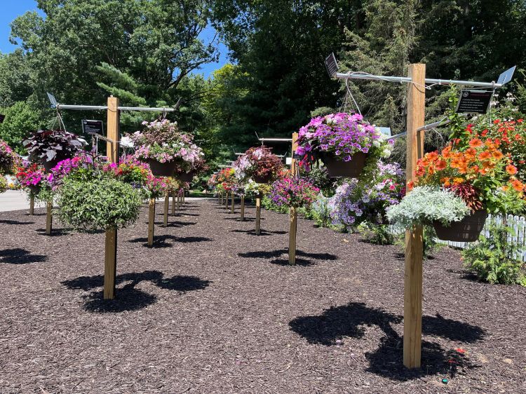 Colorful flower baskets and garden beds thriving in a Michigan backyard landscape during summer planting season.