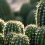 Cluster of healthy green cacti growing outdoors with sharp spines and thick stems that help produce oxygen efficiently.
