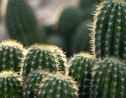 Cluster of healthy green cacti growing outdoors with sharp spines and thick stems that help produce oxygen efficiently.