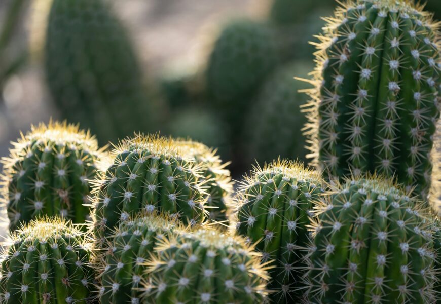 Cluster of healthy green cacti growing outdoors with sharp spines and thick stems that help produce oxygen efficiently.