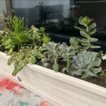 Modern drought tolerant window box with succulents and hardy green plants thriving in full sun with low watering needs.