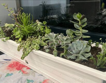 Modern drought tolerant window box with succulents and hardy green plants thriving in full sun with low watering needs.