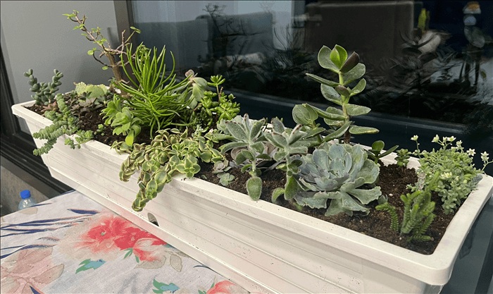 Modern drought tolerant window box with succulents and hardy green plants thriving in full sun with low watering needs.