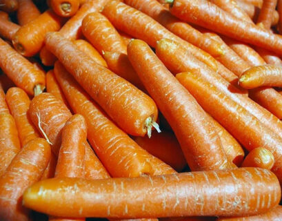 Fresh harvested heat tolerant carrots piled together after growing successfully in hot summer weather.