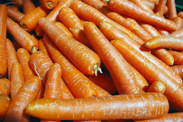 Fresh harvested heat tolerant carrots piled together after growing successfully in hot summer weather.