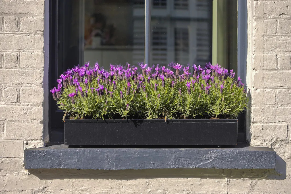 Lavender flowers growing in a drought tolerant window box planter on a sunny windowsill.