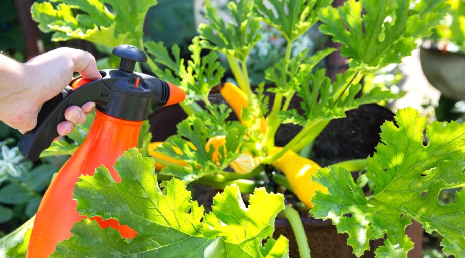 Gardener applying yellow squash fertilizer to healthy squash plants in a backyard vegetable garden.