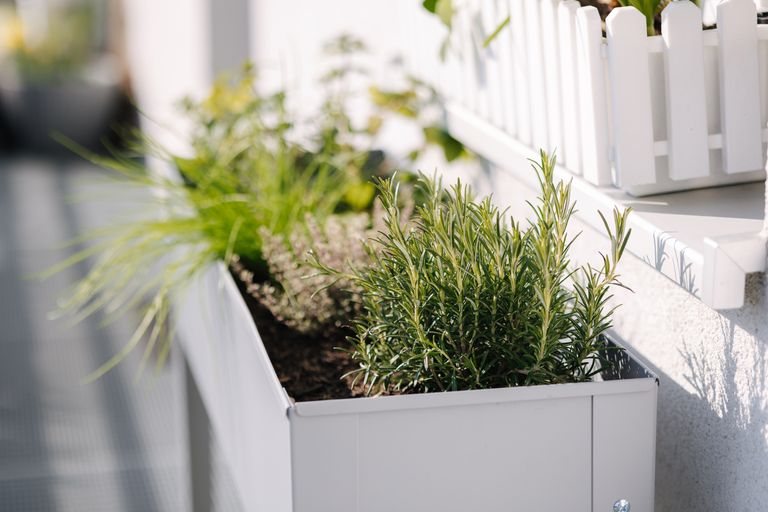 White modern window planter featuring drought resistant grasses and herbs growing with little water.