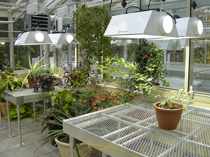 Best Solar powered grow lights installed in a greenhouse over healthy plants