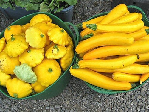Basket filled with freshly harvested yellow squash after using the best fertilizer for squash plants.
