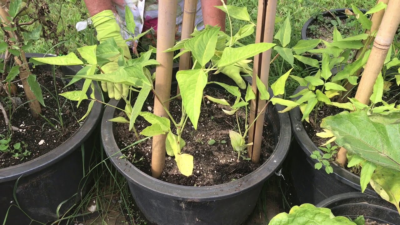 Best fertilizer for pole beans applied in a small home garden container setup.