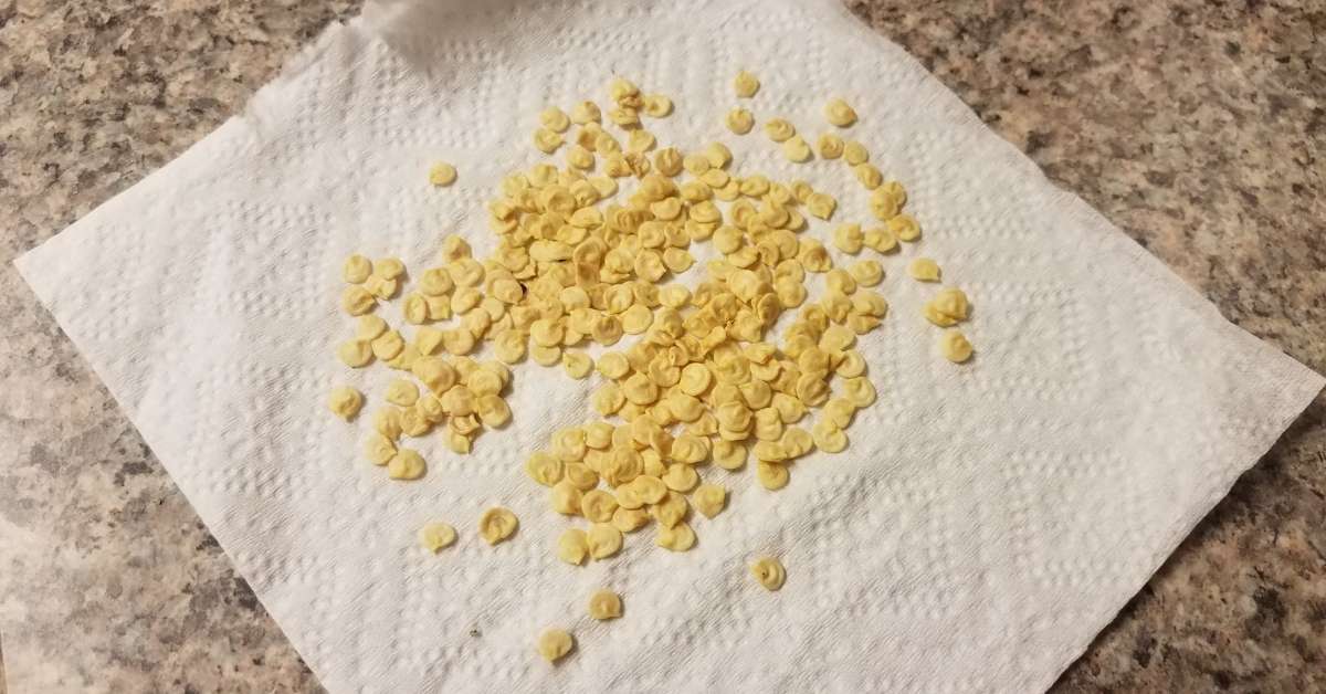 Pepper seeds spread across a moist paper towel before germination for indoor seed starting.