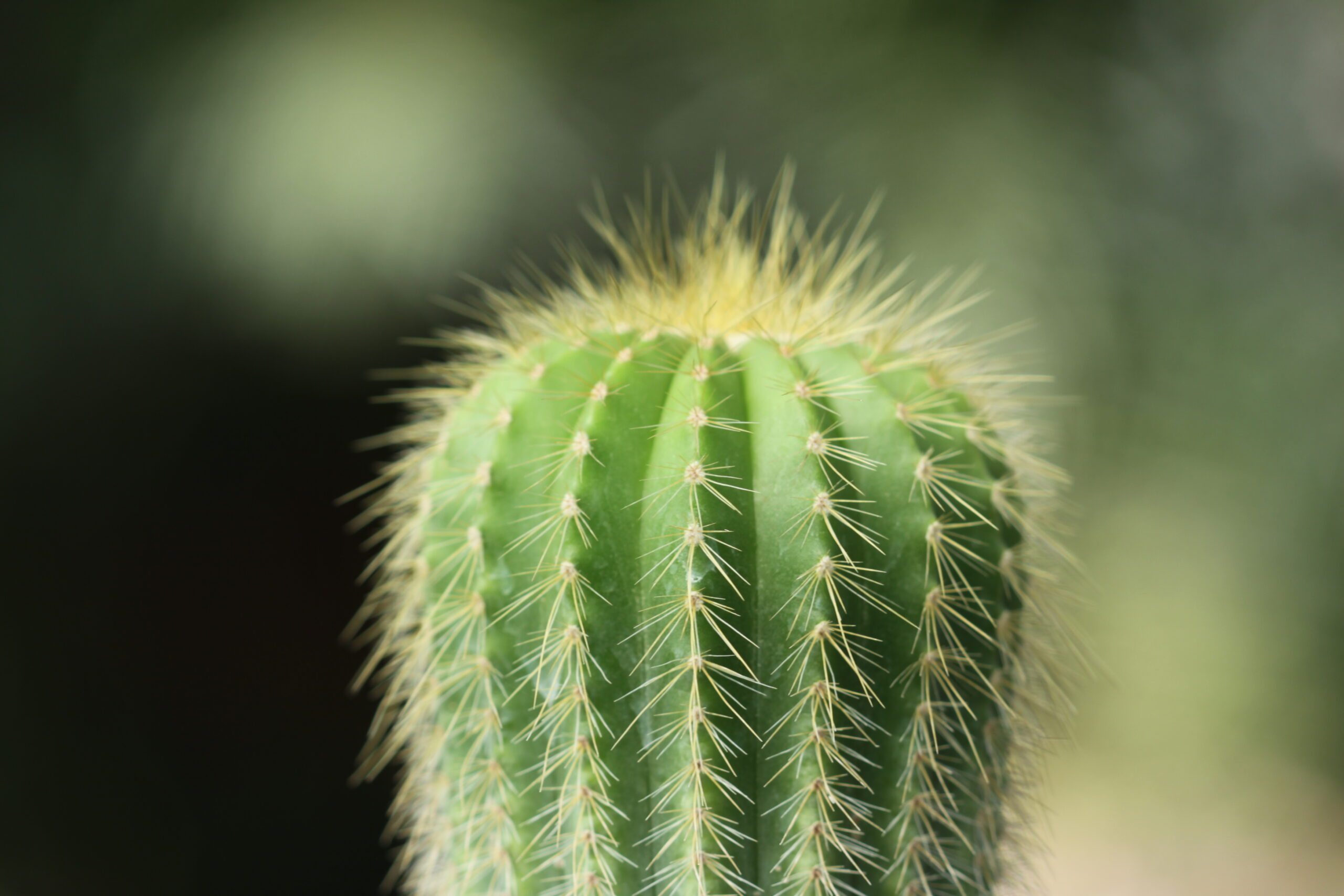 Do Cactus Produce Oxygen?Close-up of a tall green cactus with golden spines demonstrating healthy growth and natural oxygen production.