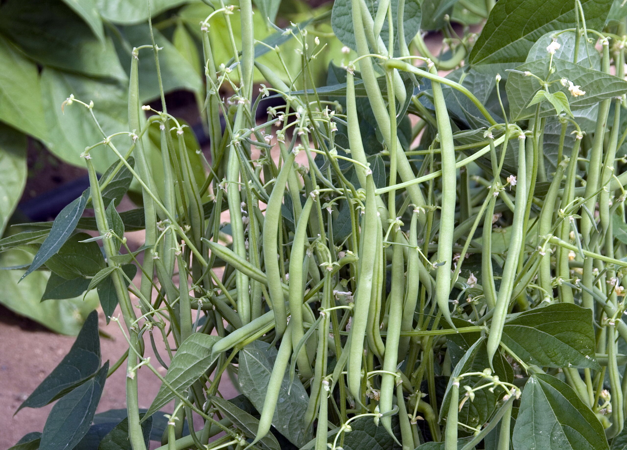 Tall pole bean plants climbing supports in a backyard garden after proper fertilizer application.