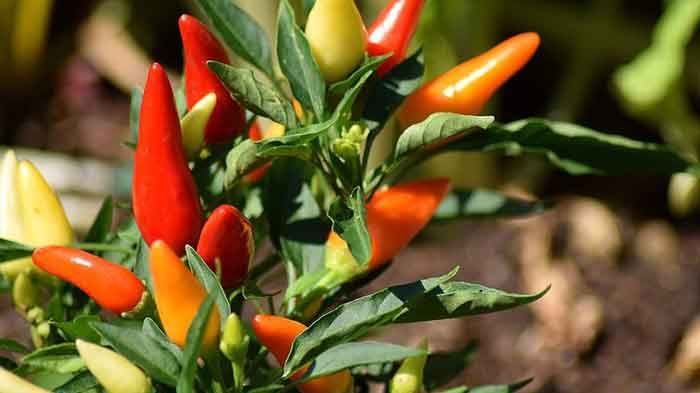 Colorful chili peppers growing on healthy pepper plants started from germinated seeds indoors.