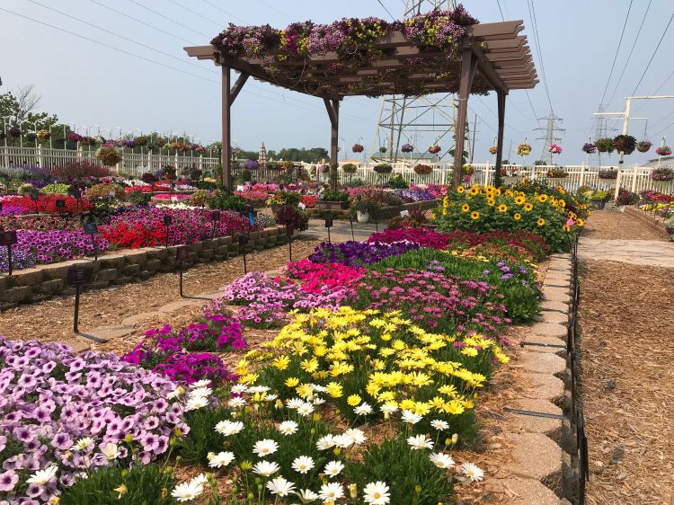 Large flower farm and planting beds filled with blooming flowers during Michigan gardening season.