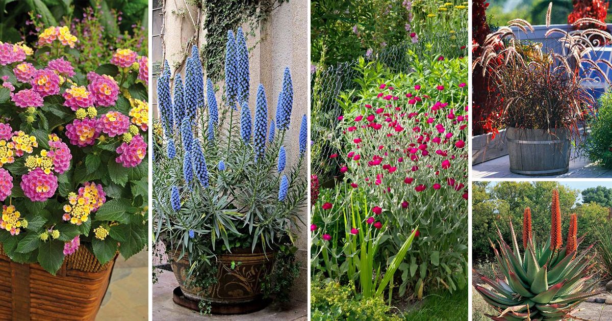 Collection of the best drought tolerant window box plants including lavender, succulents, grasses, and colorful flowers.