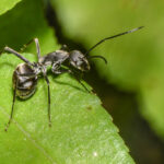 Black garden ant walking across a green leaf in natural outdoor environment.