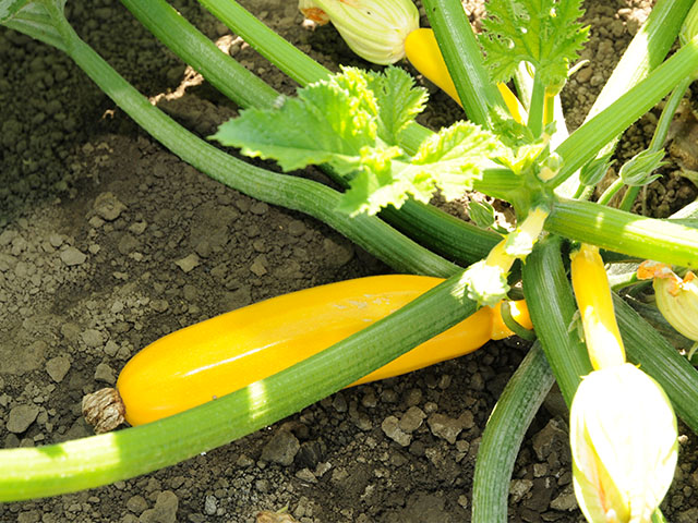 Yellow squash growing on a healthy garden plant with nutrient-rich soil and strong green leaves.