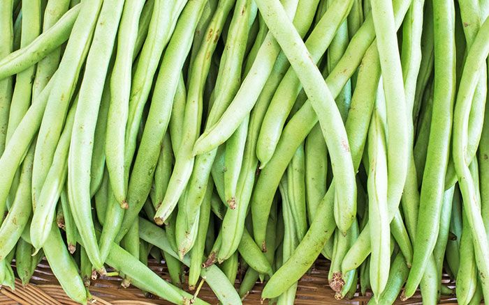 Fresh green pole beans harvested from fertilized garden plants arranged in a close-up display.