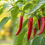 Red chili peppers growing on a healthy garden plant after successful paper towel seed germination.